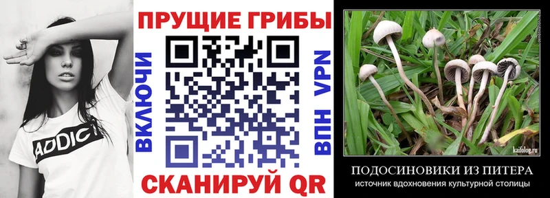 Псилоцибиновые грибы Cubensis  нарко площадка какой сайт  Агидель 